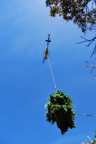 Cops haul weed out of the forest
Northern California
Cops haul weed out of the forest
Northern California