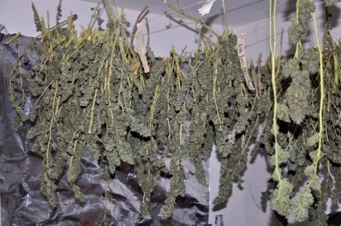 Cannabis drying
Northern California
Cannabis drying
Northern California