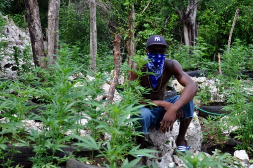 'Farmer Jim'
Jamaica 'Farmer Jim'
Jamaica